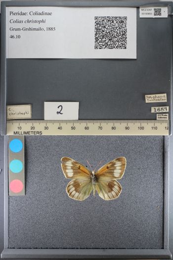 Media type: image;   Entomology 193855